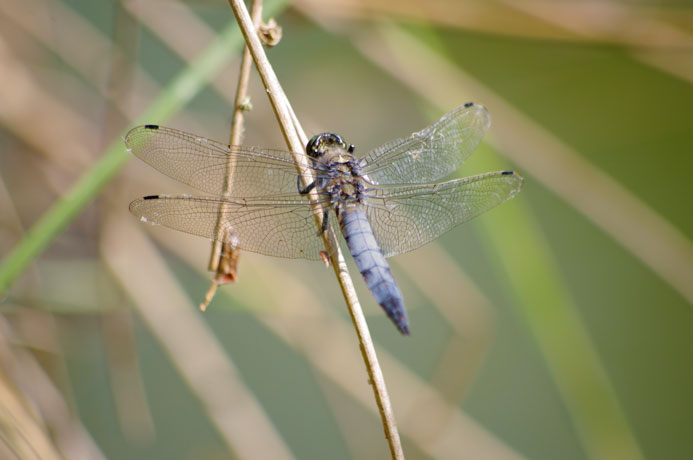 Orthtrum rticul