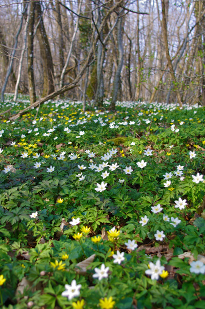 Anmone sylvie (Anemone nemorosa)