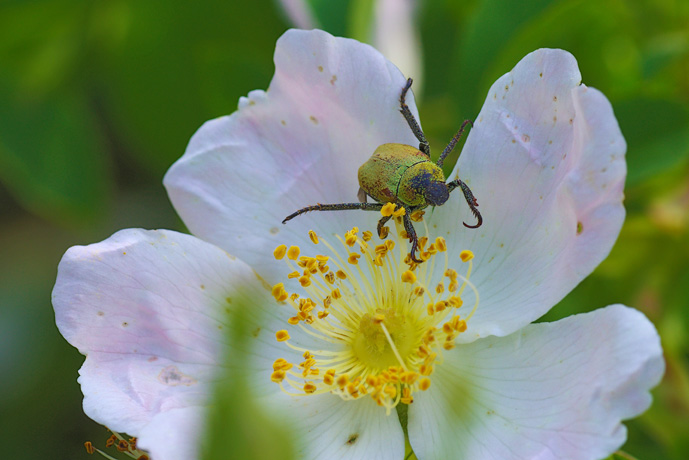 Hoplie argente (Hoplia argentea)