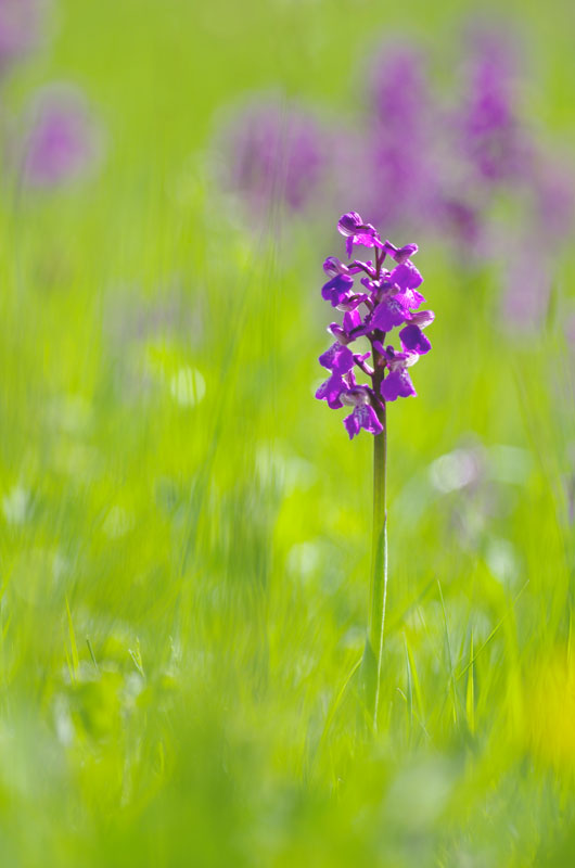 Orchis mle