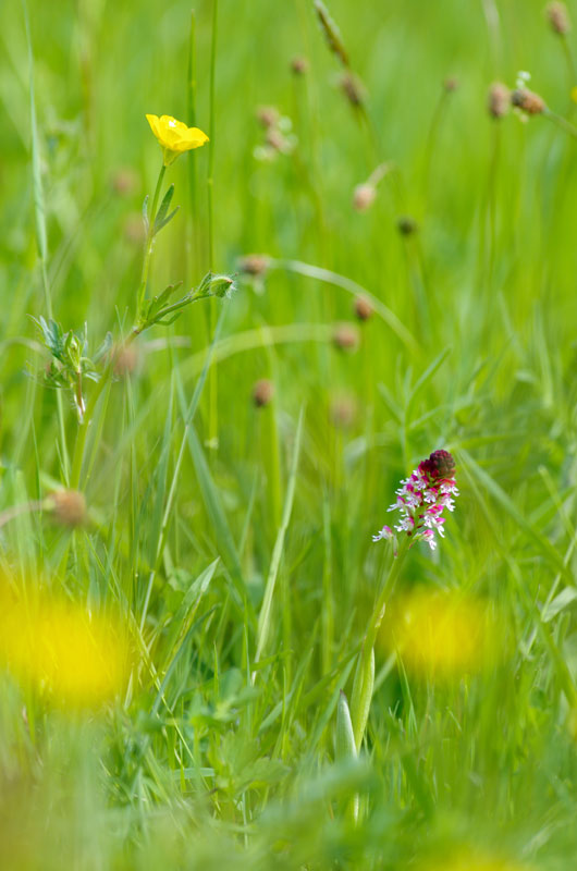 Orchis brl