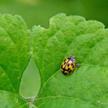 Coccinelle  14 points