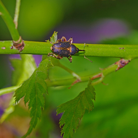 Curculio SP