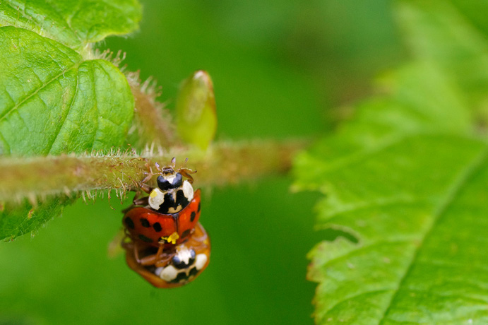 Coccinelle asiatique