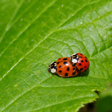 Coccinelle asiatique