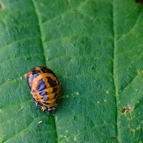 Nymphe de coccinelle
