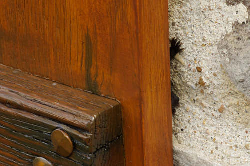 Pipistrelle sp.