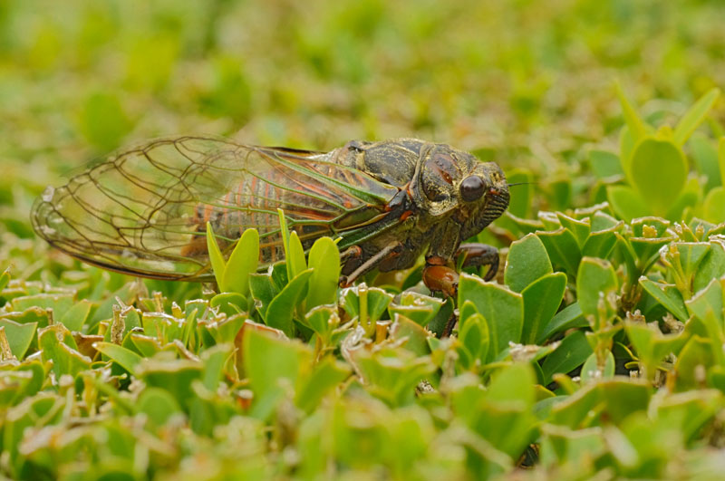 Cigale rouge (Tibicina haematodes)
