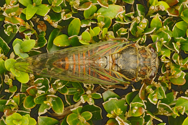Cigale rouge (Tibicina haematodes)