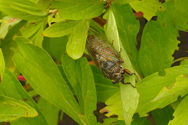 Cigale rouge (Tibicina haematodes)