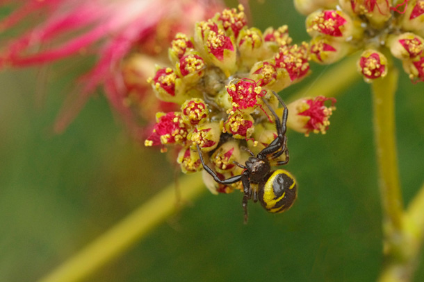 Thomise globuleuse (Synema globosum)