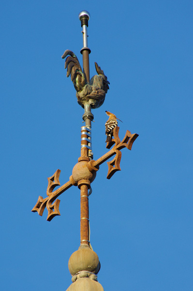 Huppe fascie et coq de l'glise