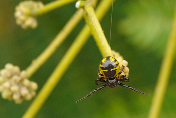 Thomise globuleuse (Synema globosum)