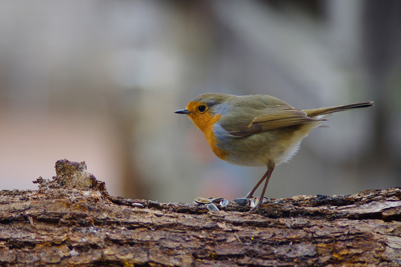 Rouge-gorge familier