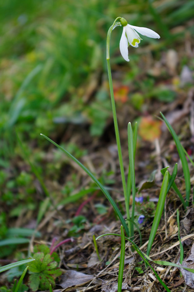 Perce-neige