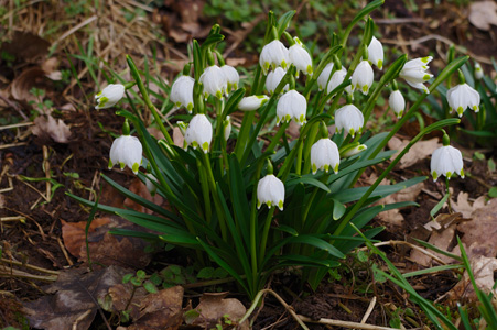 Nivole de printemps