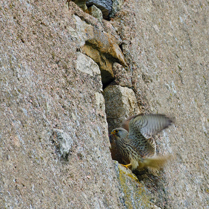 Faucon crécerelle