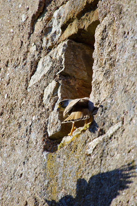 Faucon crécerelle