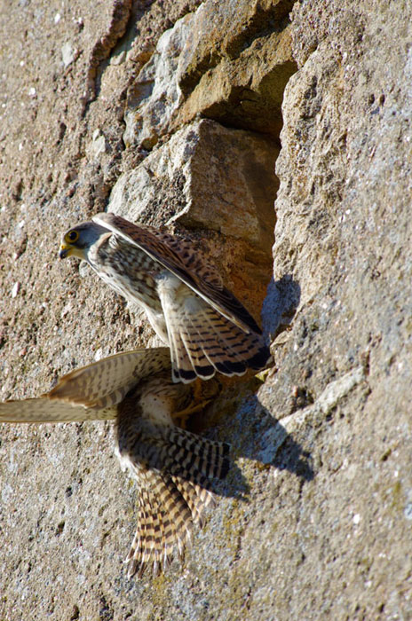 Faucon crécerelle