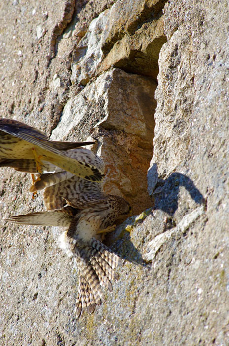 Faucon crécerelle