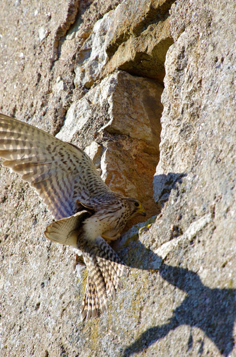 Faucon crécerelle