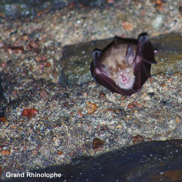 Grand rhinolophe