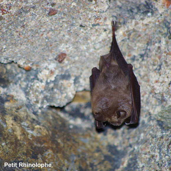 Petit rhinolophe