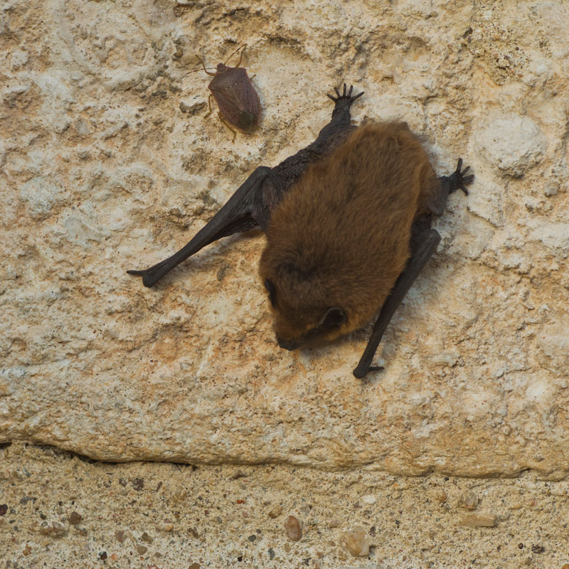 Pipistrelle sp.