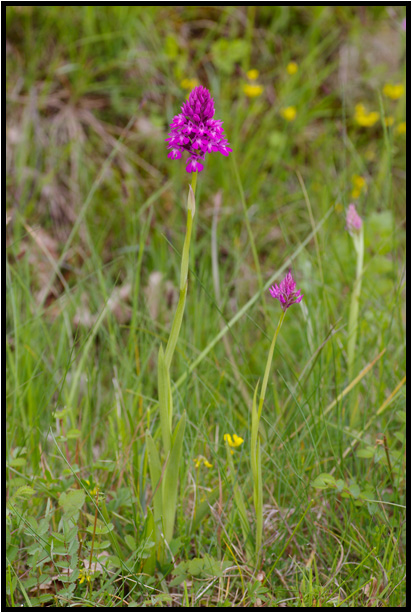 Orchis pyramidal