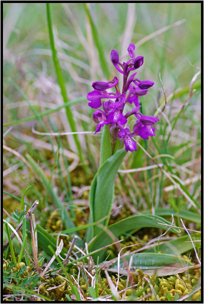 Orchis bouffon