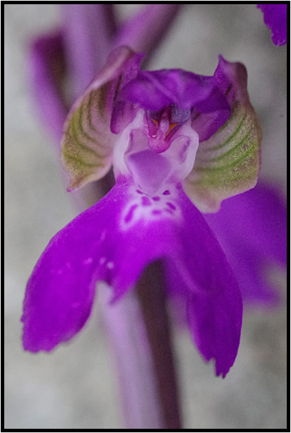 Orchis bouffon