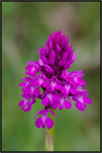 Orchis pyramidal