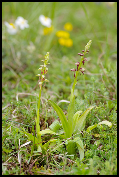 Orchis homme-pendu