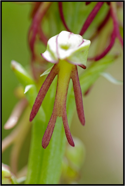 Orchis homme-pendu