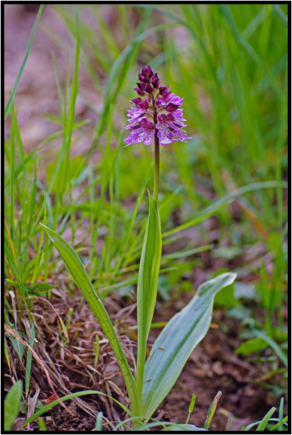 Orchis pourpre