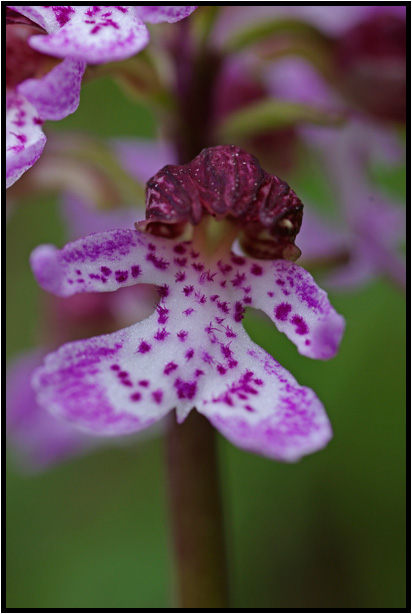 Orchis pourpre