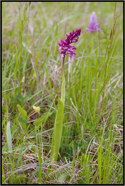 Orchis militaire