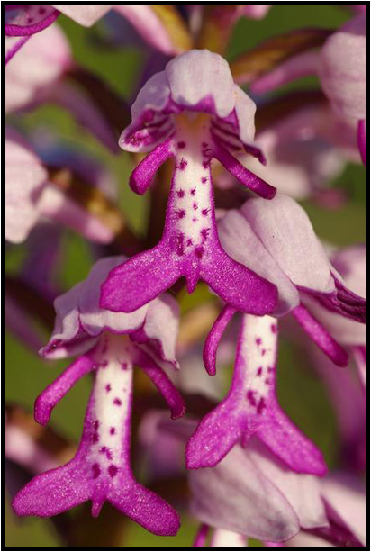 Orchis militaire