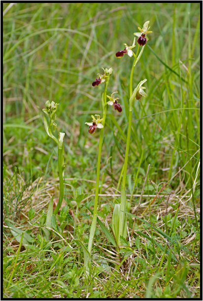 Ophrys araigne
