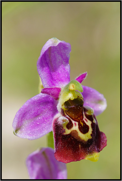 Ophrys bourdon