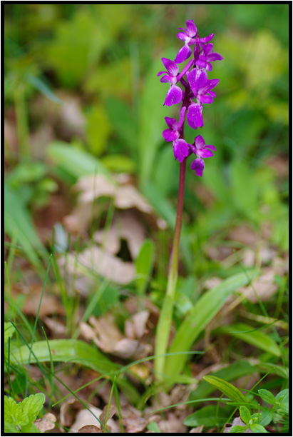 Orchis mle