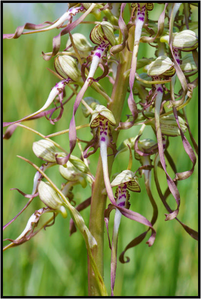 Orchis bouc