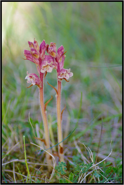 Orobanche du thym (Orobanche alba)