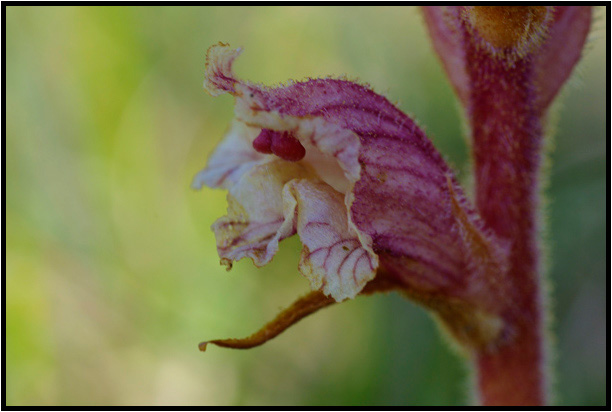 Orobanche du thym (Orobanche alba)