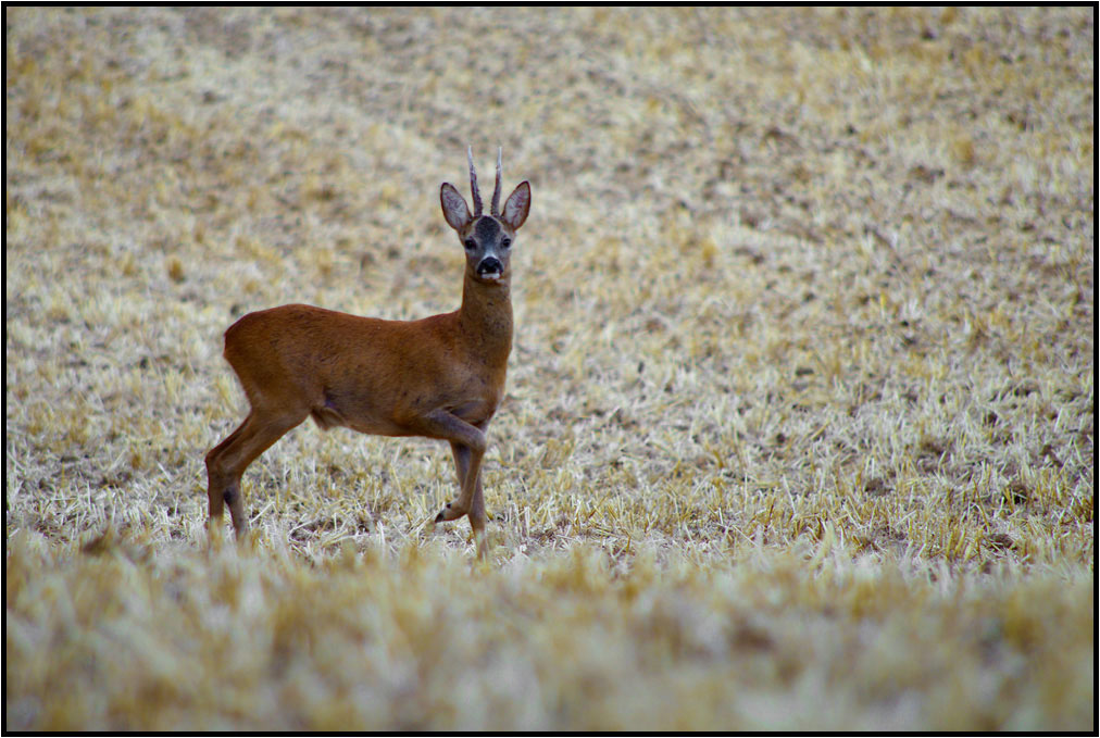 Chevreuil mâle (Capreolus capreolus)