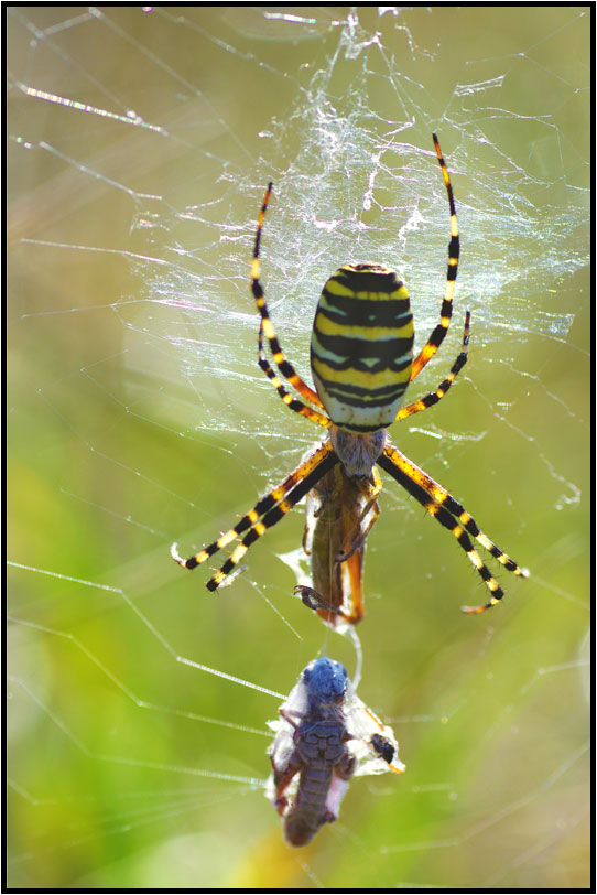 Argiope frelon (Argiope bruennichi)