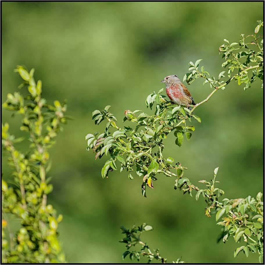 Linotte mélodieuse
