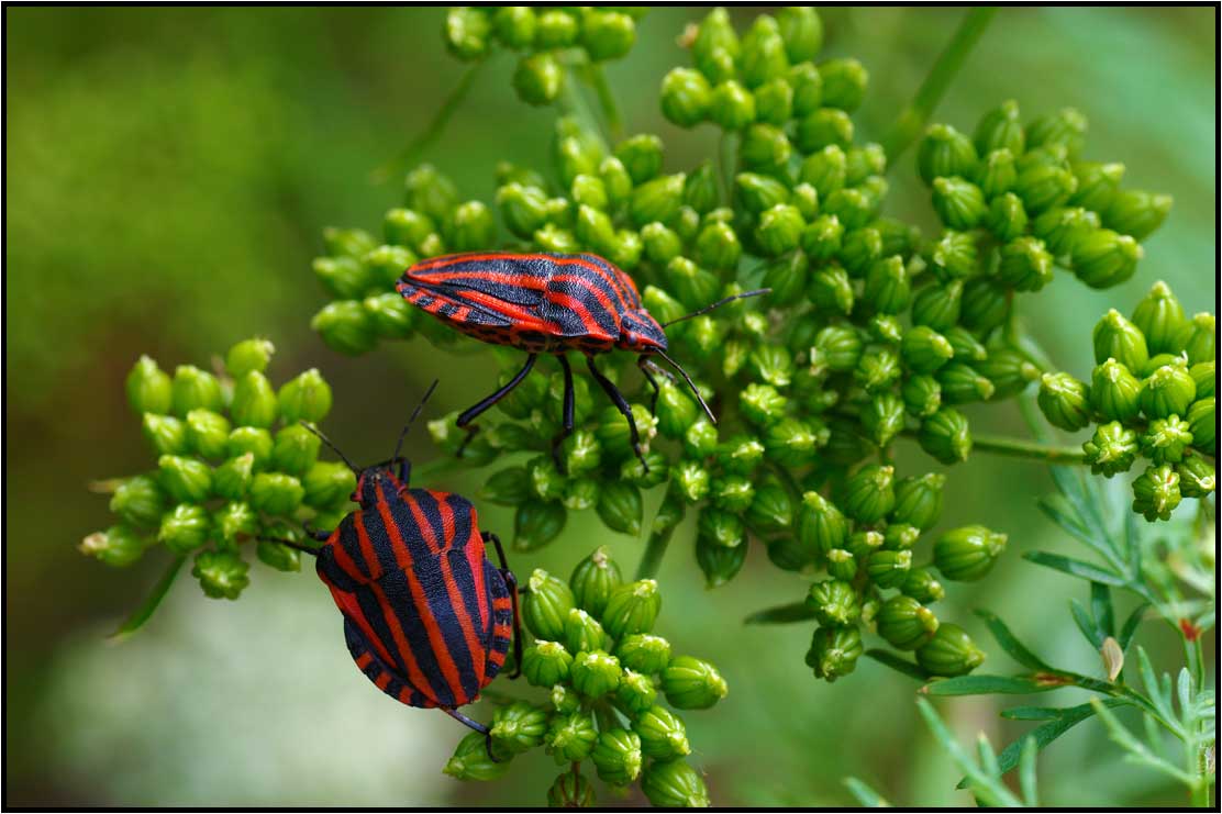 Punaise arlequin