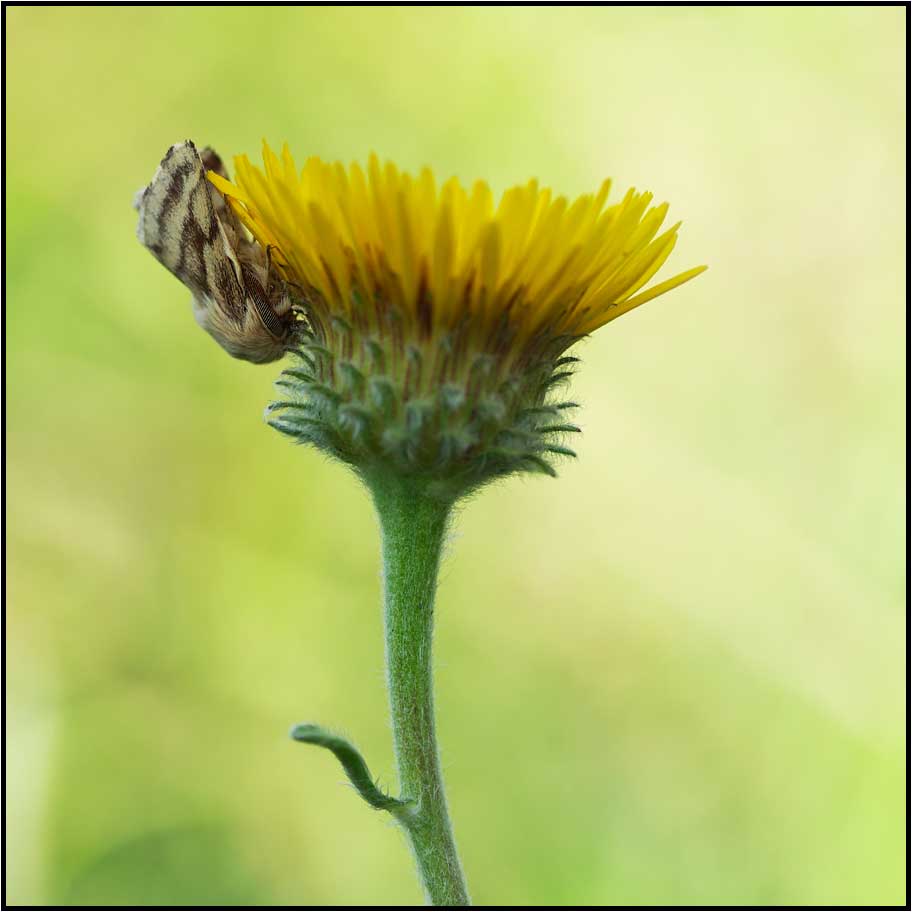 Papillon et Inule des montagnes