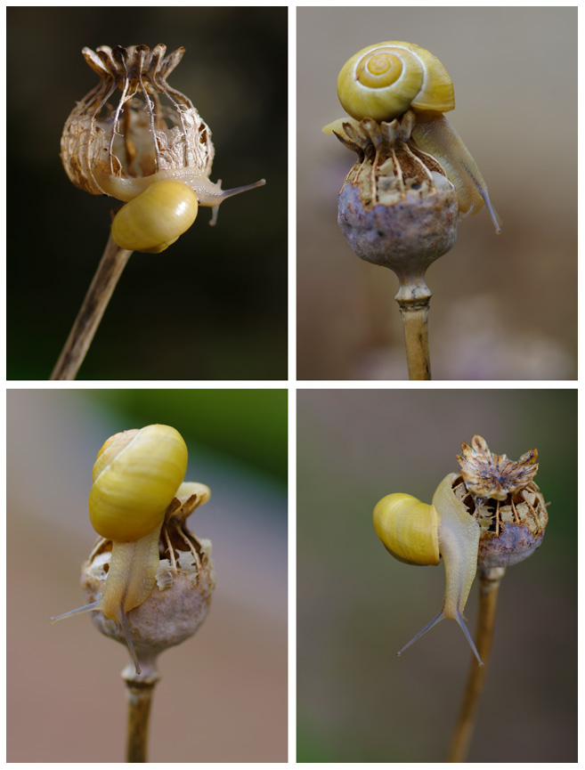 Pavot et escargot